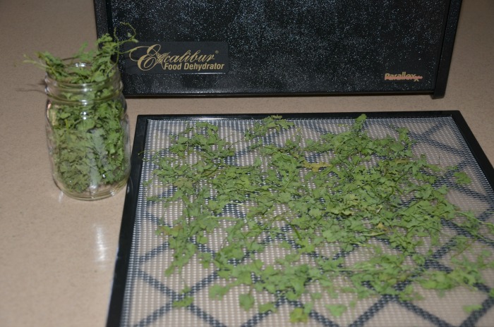 preserve cilantro