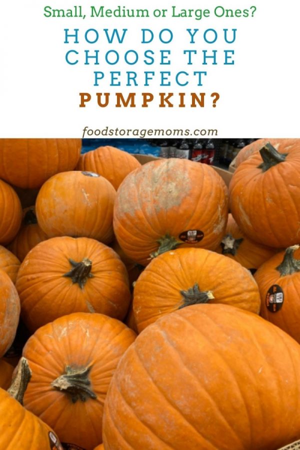 How Do You Choose The Perfect Pumpkin?