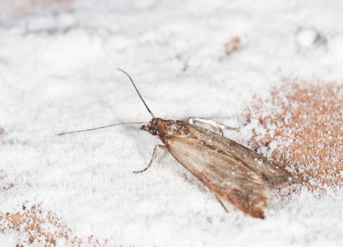 How To Get Rid Of Pantry Moths - Food Storage Moms