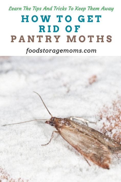 Beauty and the Budget: How to get rid of pantry moths - Solutions