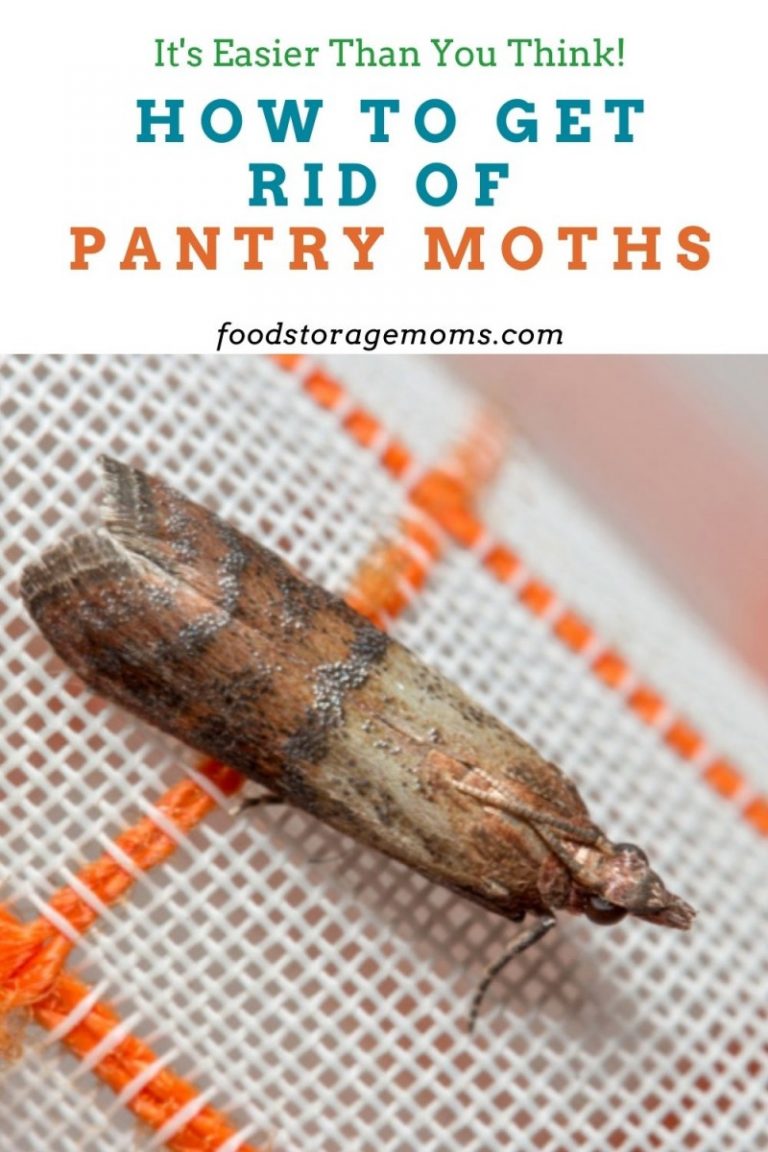 How To Get Rid Of Pantry Moths Food Storage Moms