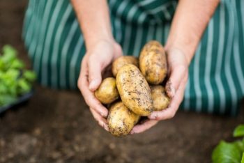 Potatoes: How To Plant, Grow, & Harvest Potatoes - Food Storage Moms