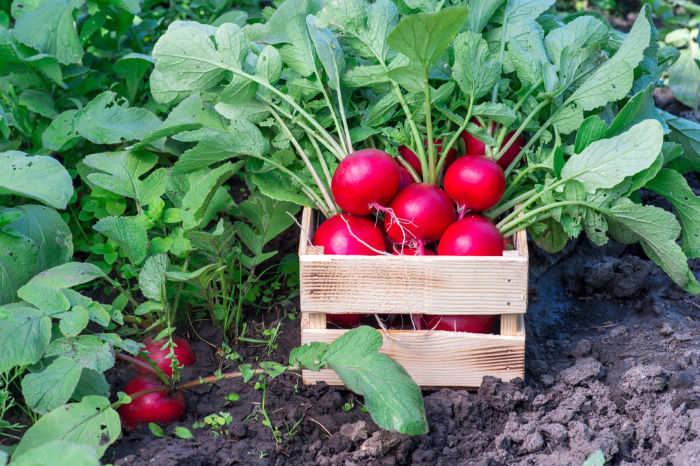 What To Plant In October-Zones 1-10 - Food Storage Moms