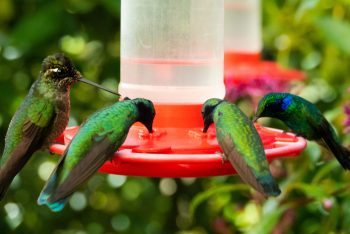 What You Can Do to Attract Hummingbirds - Food Storage Moms