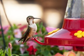 What You Can Do to Attract Hummingbirds - Food Storage Moms