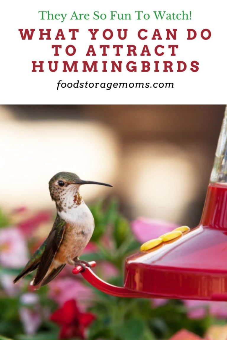 What You Can Do to Attract Hummingbirds - Food Storage Moms