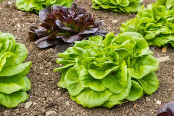 Lettuce: Everything You Need to Know - Food Storage Moms