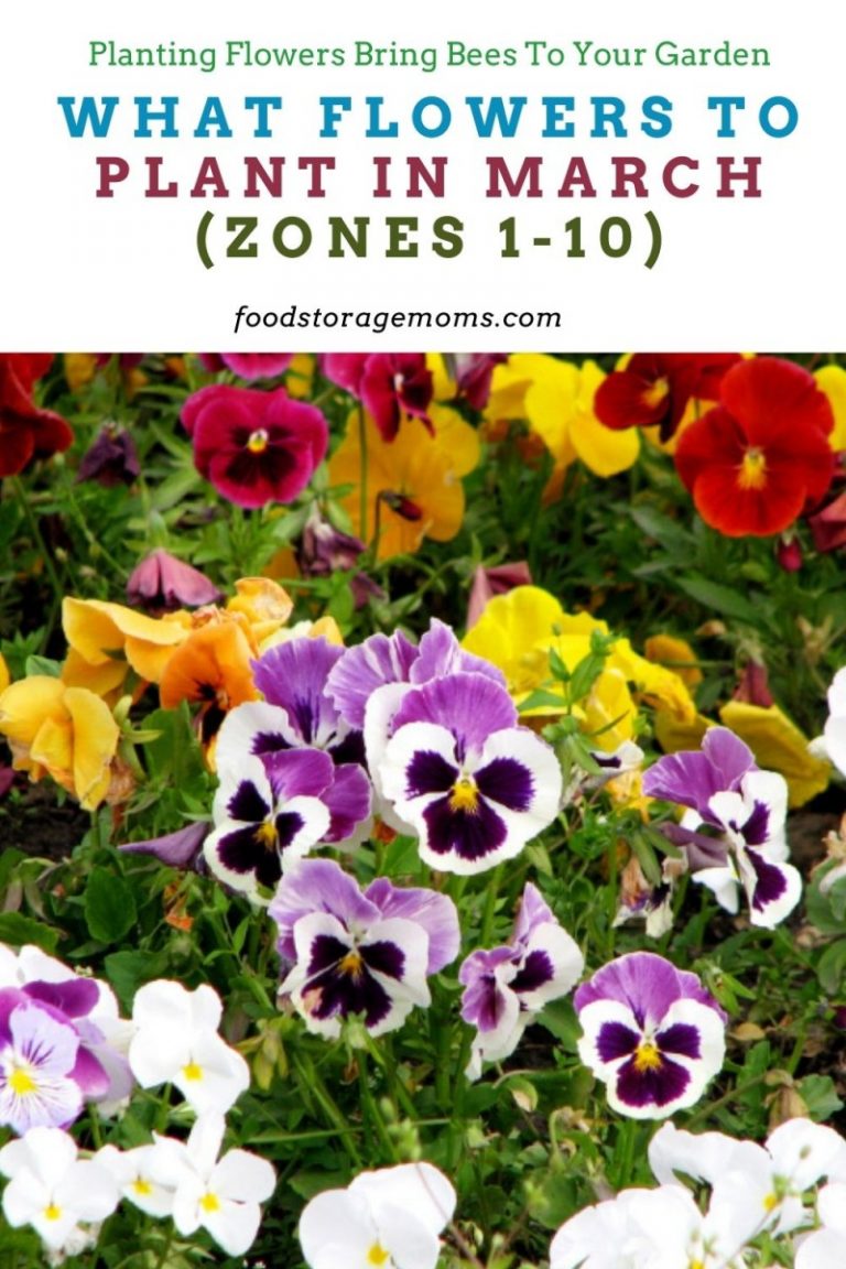 What Flowers to Plant in March (Zones 110) Food Storage Moms