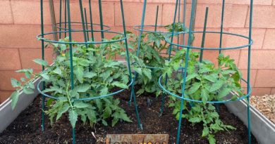 Potatoes: How To Store After Harvesting - Food Storage Moms