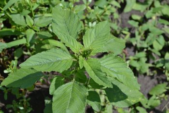 Can I Eat Purslane? Edible Weeds - Food Storage Moms