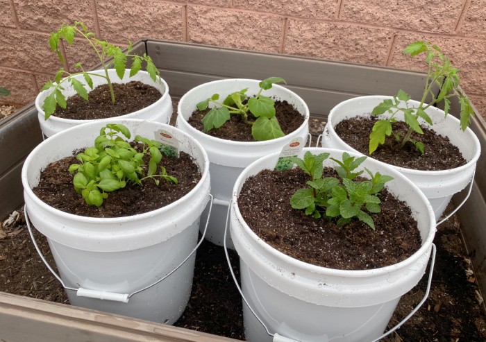 Gardening in GROW BAGS: 5 Tips for SUCCESS 