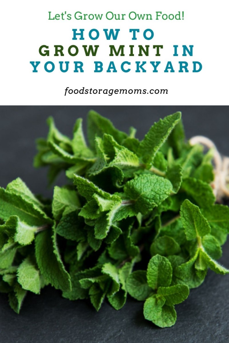 how-to-grow-mint-in-your-backyard-food-storage-moms