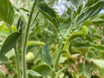 How to Control the Tomato Hornworm Naturally - Food Storage Moms