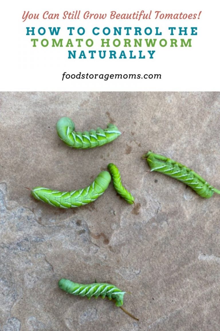 How to Control the Tomato Hornworm Naturally - Food Storage Moms