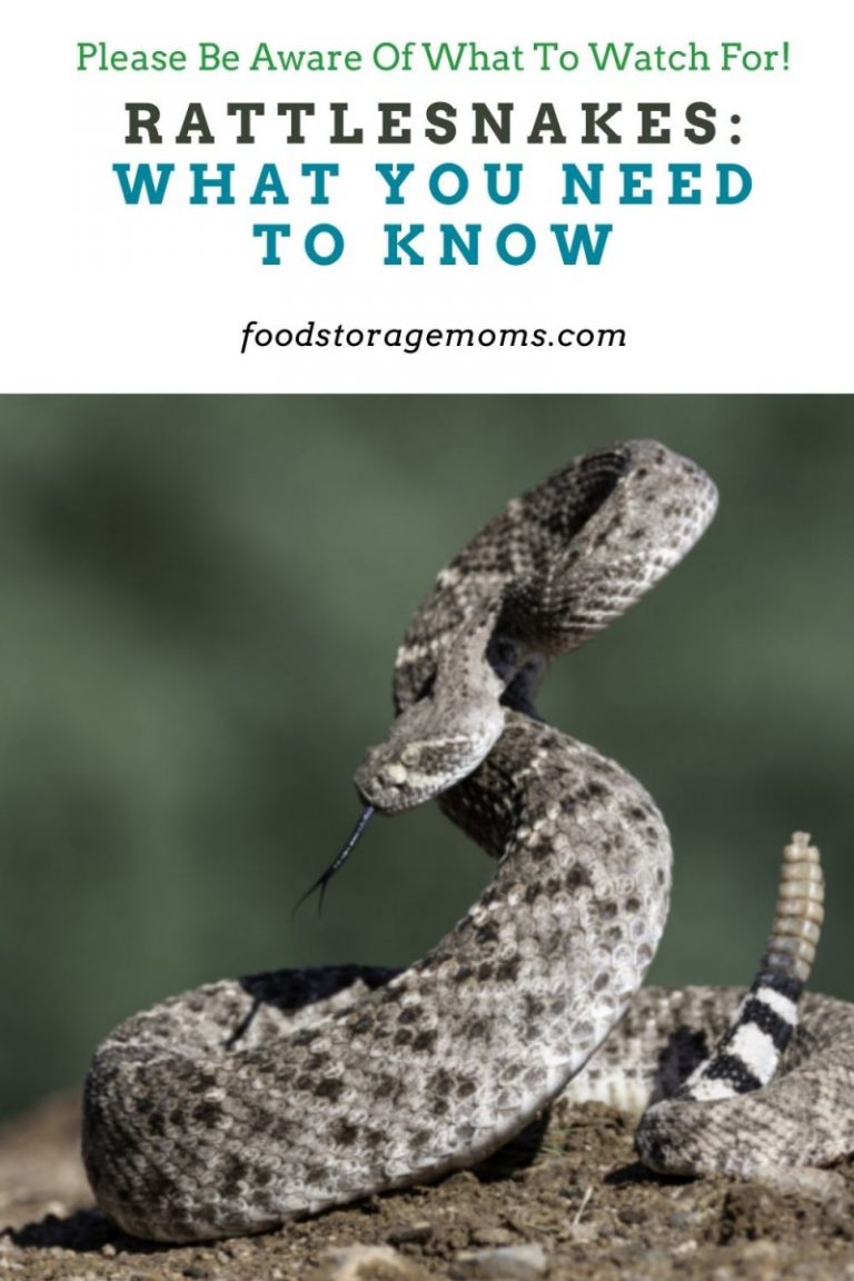 Rattlesnakes: What You Need to Know - Food Storage Moms