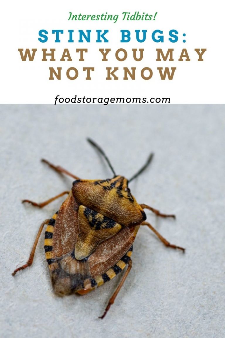 Stink Bugs: What You May Not Know - Food Storage Moms