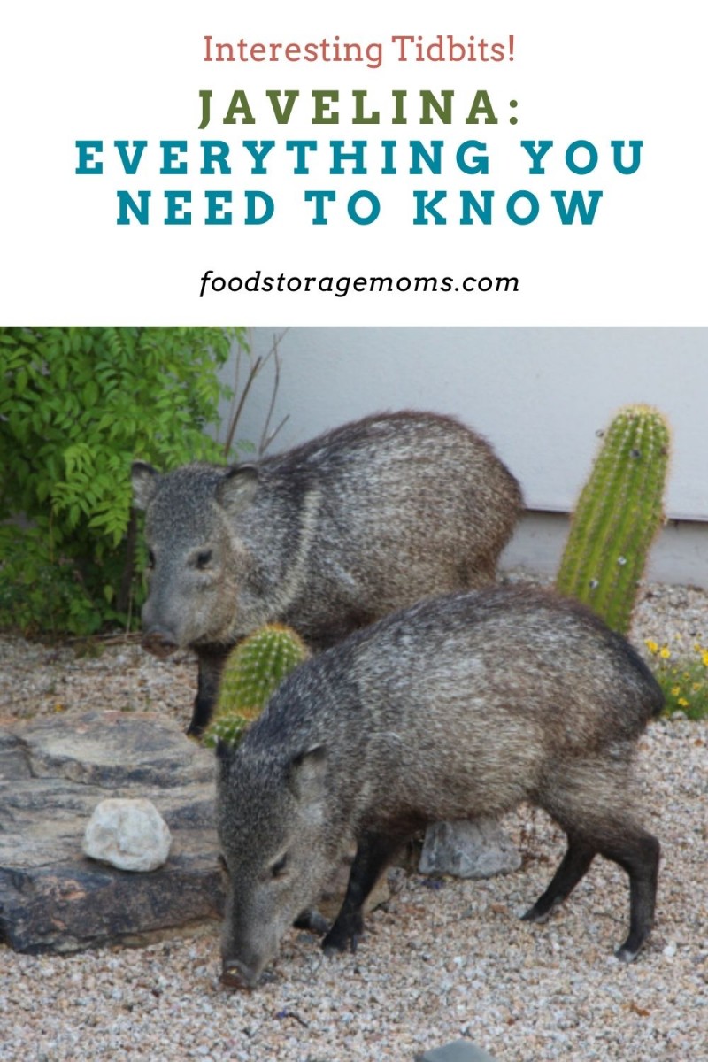 Javelina Everything You Need to Know Food Storage Moms