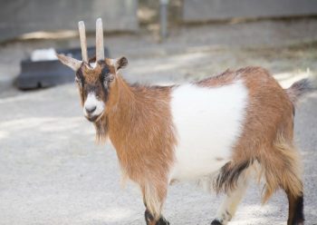 Raising Goats: What You Need To Know - Food Storage Moms