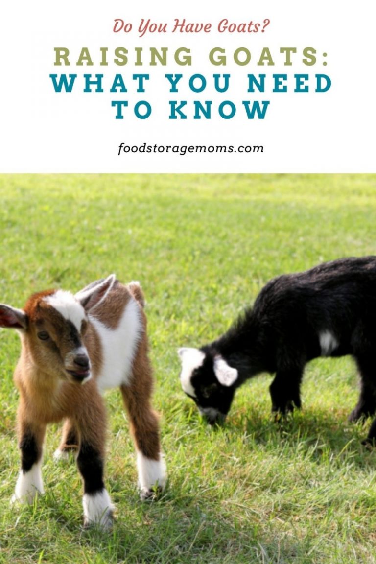 Raising Goats: What You Need to Know - Food Storage Moms