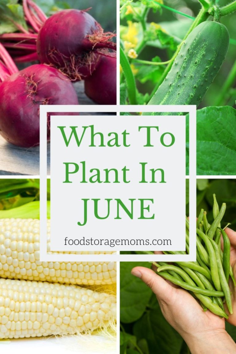 What Do You Plant In June