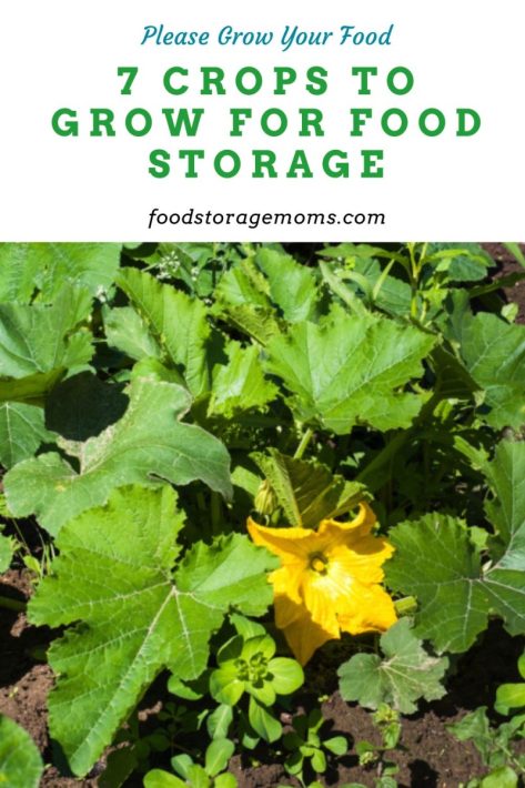 7 Crops To Grow For Food Storage