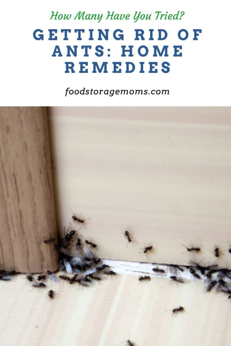 Getting Rid Of Ants: Home Remedies - Food Storage Moms