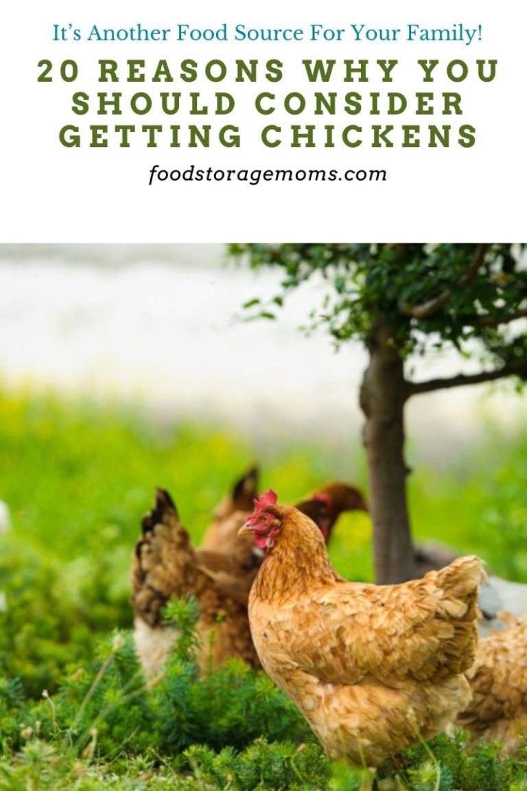 20 Reasons Why You Should Consider Getting Chickens - Food Storage Moms