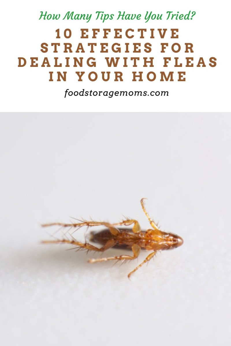 10 Effective Strategies For Dealing With Fleas In Your Home - Food ...